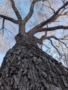 Edmonton Tree Pruning Services