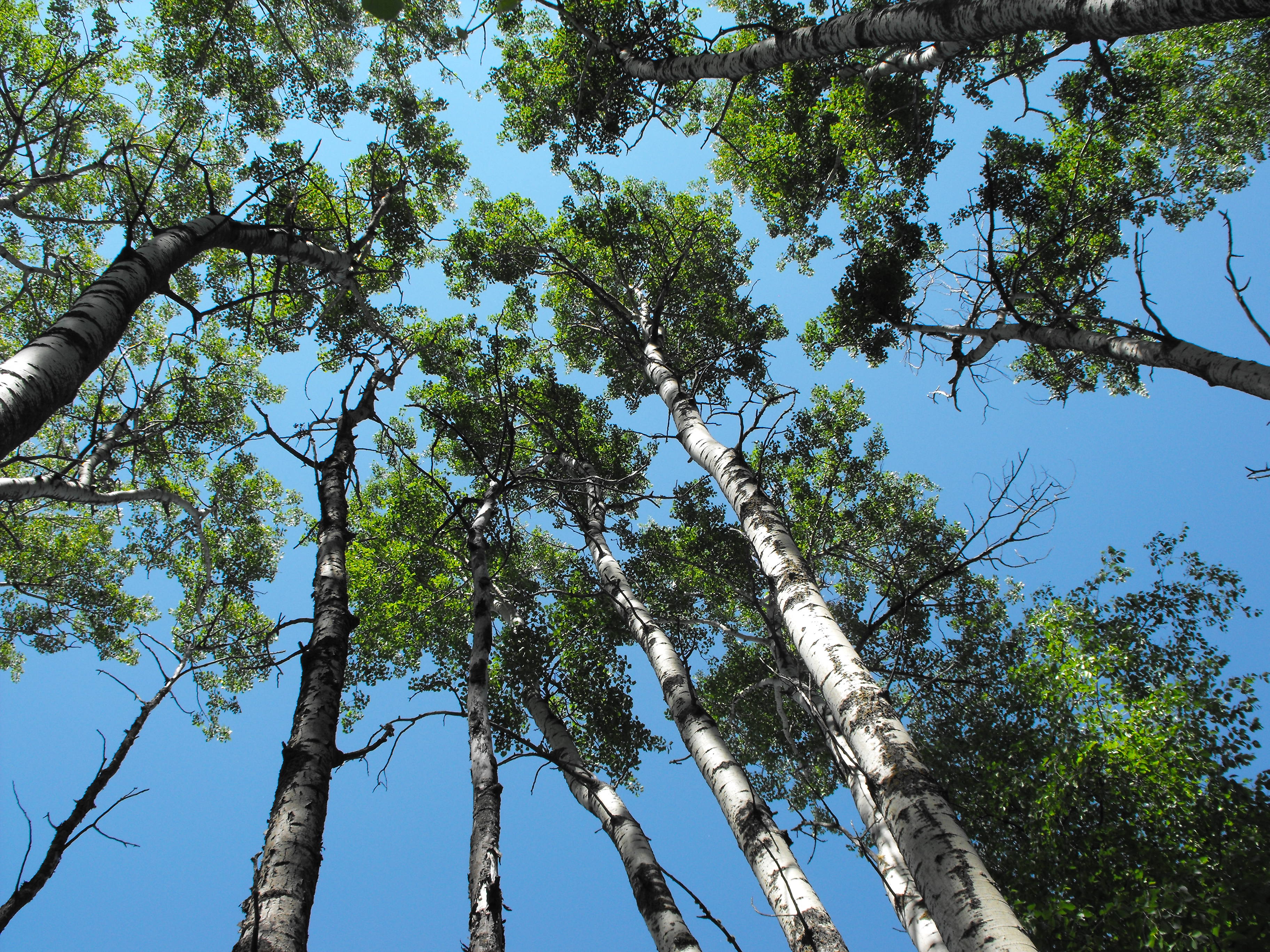 poplar-stand-edmonton-removal