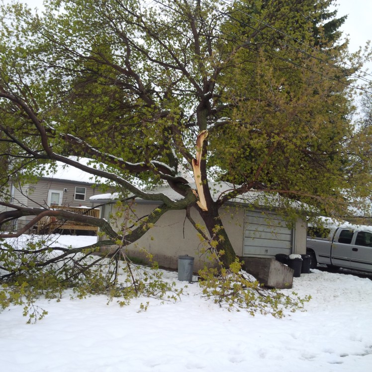 storm-damage-manitoba-maple