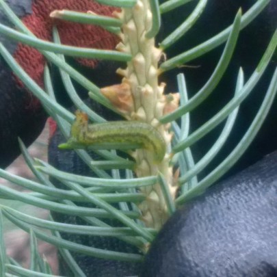 Yellow Headed Spruce Sawfly