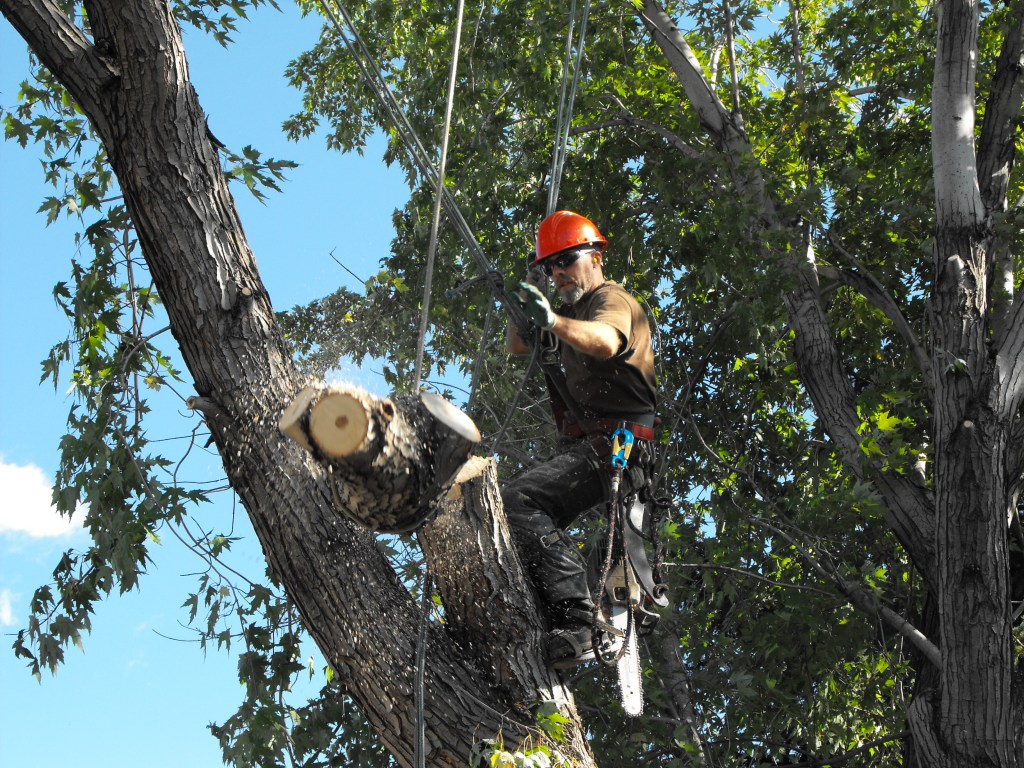 Arborist in Edmonton, tree removal between houses