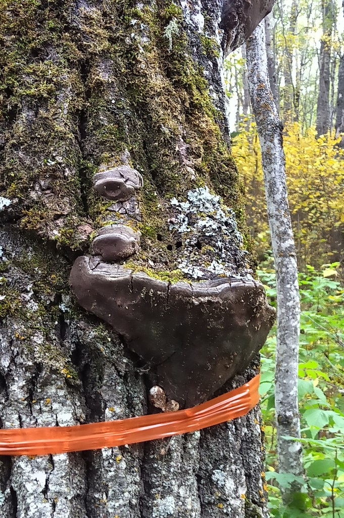 Decay present along the trunk. Tree removal was recommended. The tree failed before work commenced.
