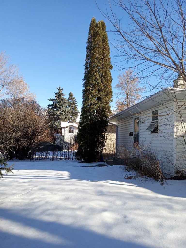 an example of a $350.00 tree removal in Edmonton