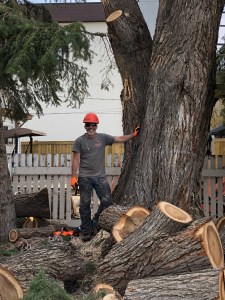 Edmonton Tree removal and stump grinding services.