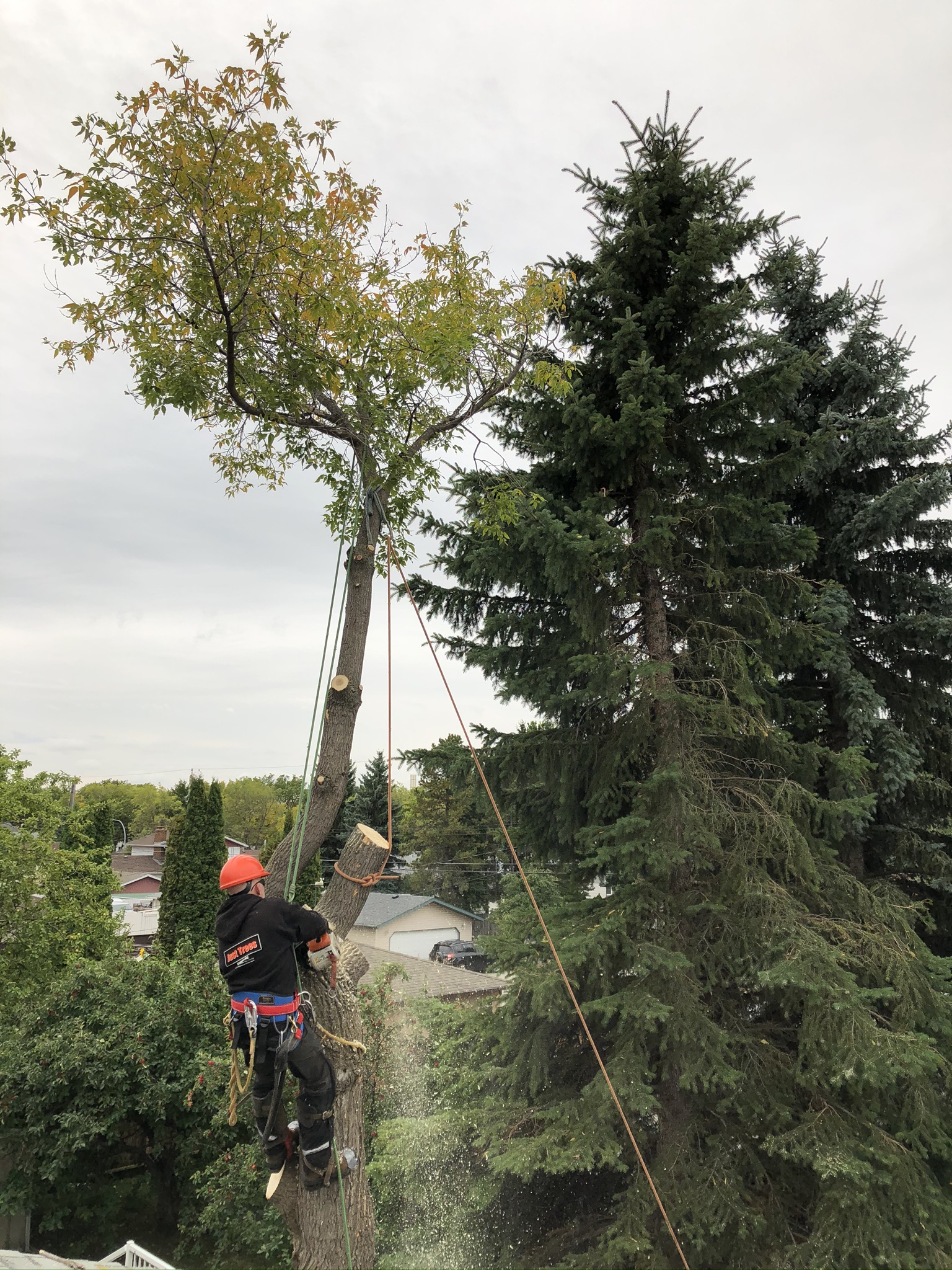 Example of a large Maple Tree Remove between houses