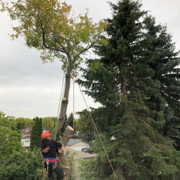 Example of a large Maple Tree Remove between houses