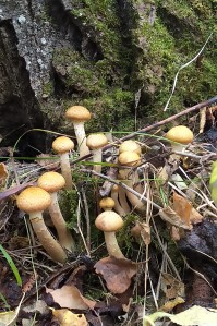 Tree Inspection Edmonton